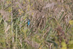 Eisvogel©Ralph Sturm