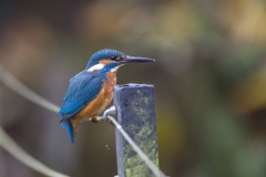 Eisvogel©Ralph Sturm