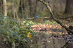 Eisvogel©Ralph Sturm