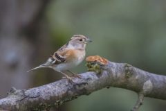 Bergfink, Weibchen©Ralph Sturm