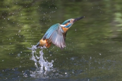 Eisvogel©Ralph Sturm