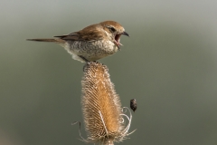 Neuntöter Weibchen würgt Gewölle aus©Ralph Sturm
