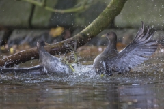 Grünfüßiges Teichhuhn©Ralph Sturm