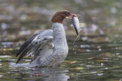 Gänsesäger©Ralph Sturm