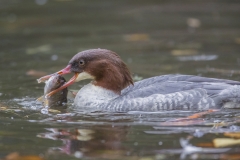 Gänsesäger©Ralph Sturm