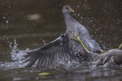 Grünfüßiges Teichhuhn©Ralph Sturm