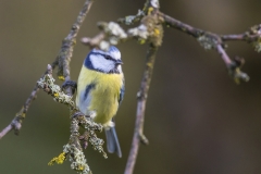 Blaumeise©Ralph Sturm