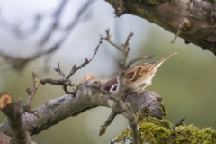 Feldsperling©Ralph Sturm