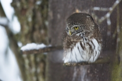Sperlingskauz©Ralph Sturm