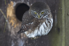 Sperlingskauz©Ralph Sturm