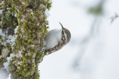 Waldbaumläufer©Ralph Sturm