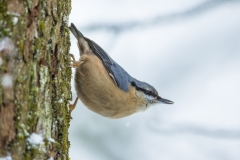 Kleiber©Ralph Sturm