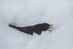 Amsel©Ralph Sturm