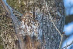 Waldkauz©Ralph Sturm