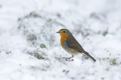 Rotkehlchen©Ralph Sturm