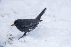 Amsel©Ralph Sturm