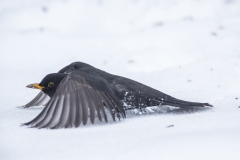 Amsel im Neuschnee©Ralph Sturm