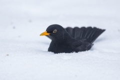 Amsel im Neuschnee©Ralph Sturm