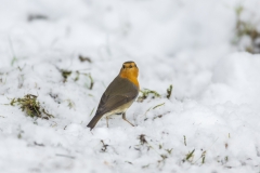 Rotkehlchen©Ralph Sturm