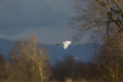 Silberreiher©Ralph Sturm