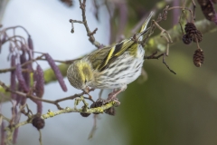 Erlenzeisig, Weibchen©Ralph Sturm