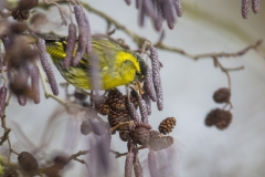 Erlenzeisig©Ralph Sturm