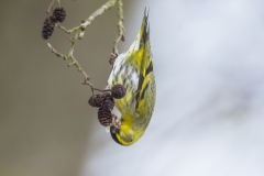 Erlenzeisig©Ralph Sturm