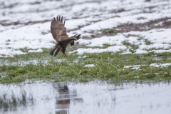 Mäusebussard©Ralph Sturm