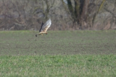 Kornweihe, Weibchen©Ralph Sturm