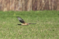Kornweihe, Weibchen©Ralph Sturm