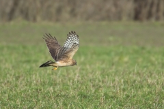 Kornweihe, Weibchen©Ralph Sturm