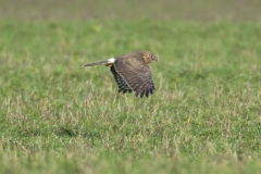 Kornweihe, Weibchen©Ralph Sturm