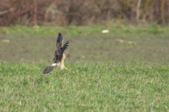 Kornweihe, Weibchen©Ralph Sturm