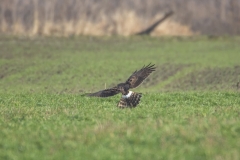 Kornweihe, Weibchen©Ralph Sturm