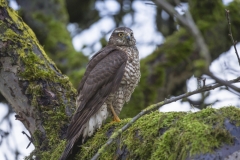 Sperber, Weibchen©Ralph Sturm