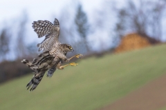 Sperber, Weibchen©Ralph Sturm