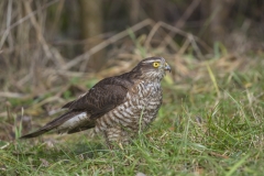 Sperber, Weibchen©Ralph Sturm